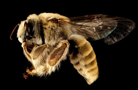 Diadasia rinconis,m, left side, Pima Co., Tucson, AZ 2016-07-19-19.56.39 ZS PMax UDR