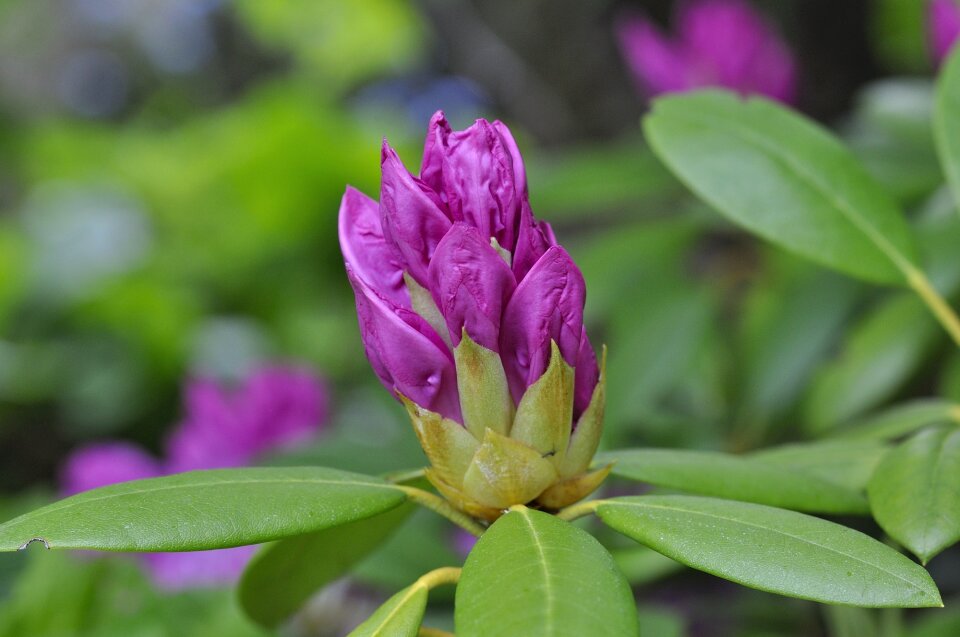 Spring blossom bloom photo