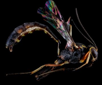 Ichneumonid wasp, U, side, Florida, Miami-Dade County 2013-02-07-14.58.22 ZS PMax photo