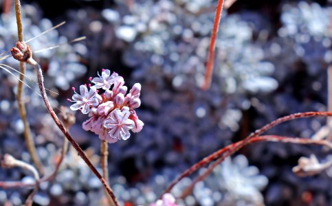 Southern mountain wild-buckwheat is listed under the ESA. photo