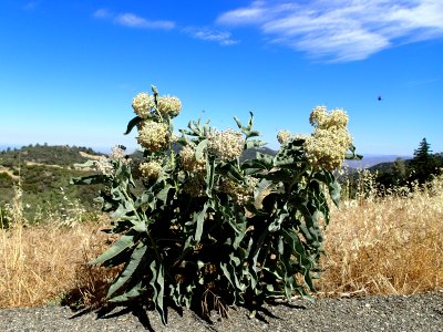 Woollypod milkweed plant