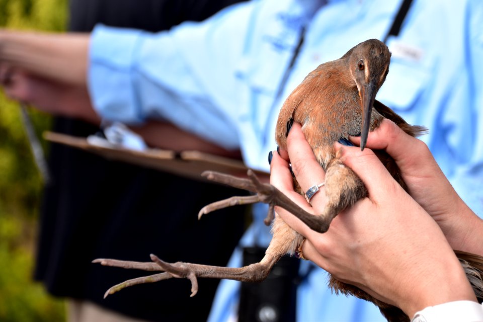 Ridgway's rail release, Batiquitos Lagoon, CA