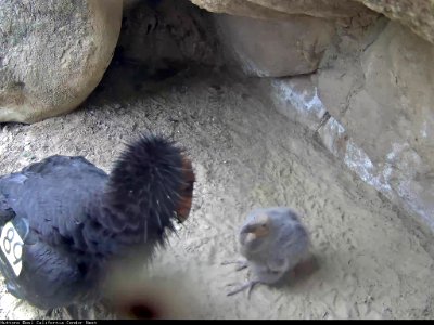 California condor #289 and its chick, #923.