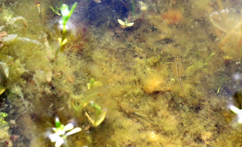 San Diego fairy shrimp at vernal pool in Otay Mesa, California