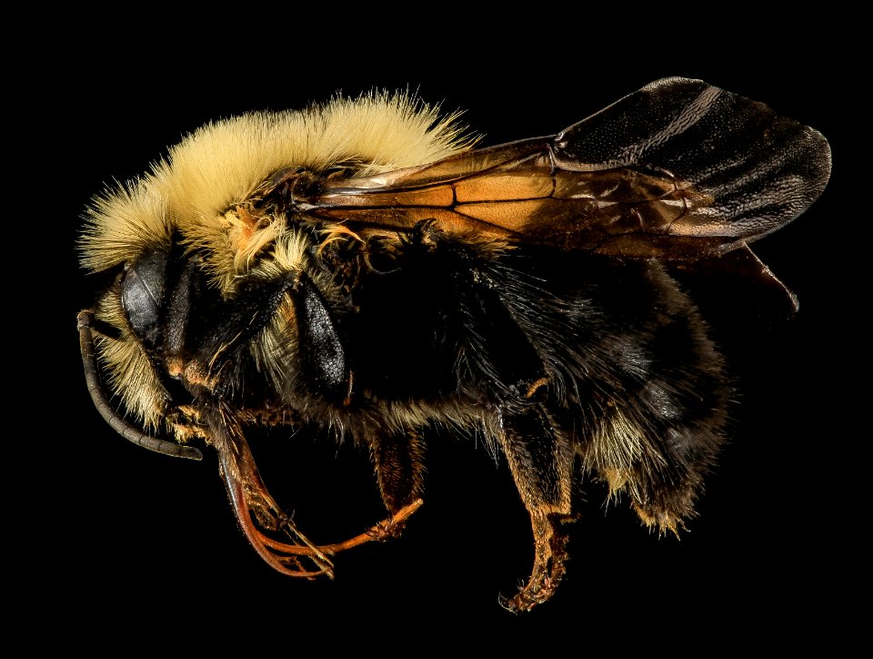 Intersex Bombus bimaculatus, gyn, female, washington, oh 2014-05-07-18.47.39 ZS PMax