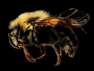 Intersex Bombus bimaculatus, gyn, female, washington, oh 2014-05-07-18.47.39 ZS PMax photo