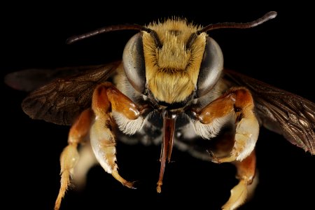 Megachile albitarsis, M, Face, FL, Torreya 2014-10-20-15.55