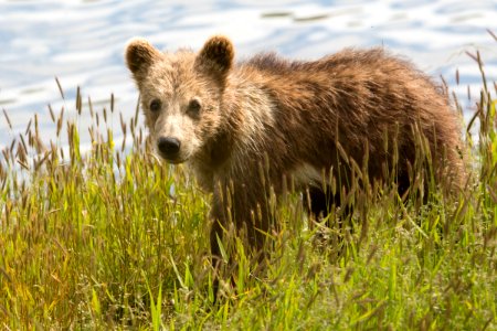 Kodiak bear