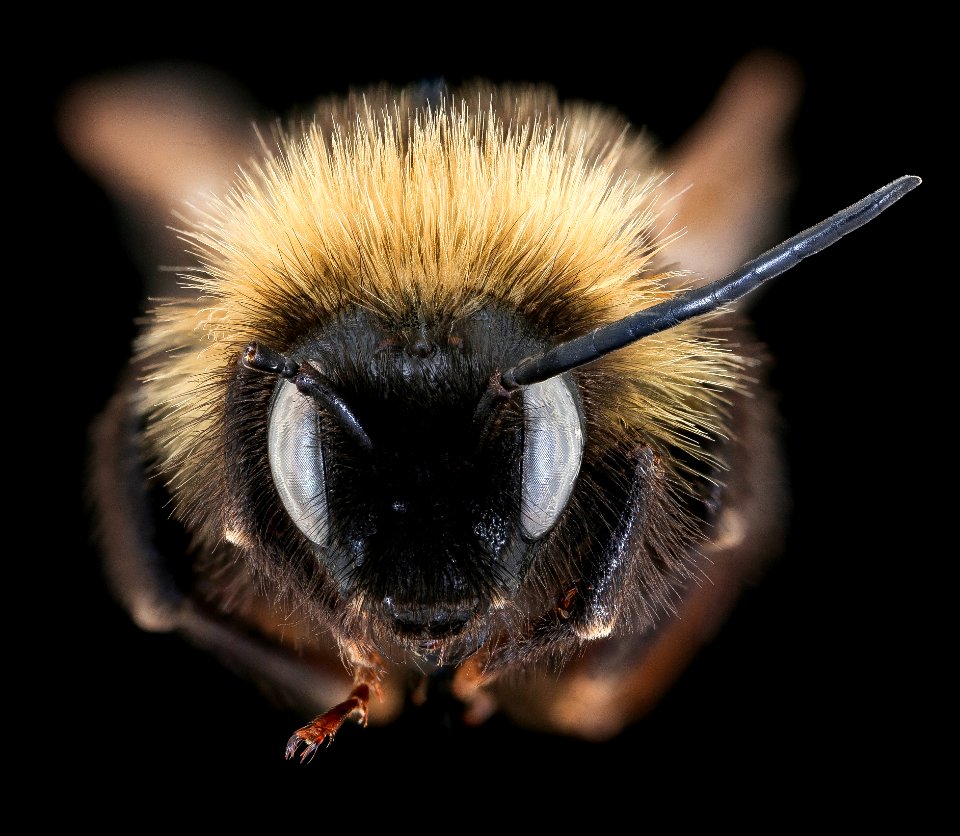 Bombus campestris, m, face, Podbanske, Slovakia 2019-12-16-21.32.12 ZS PMax UDR