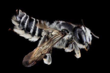 Megachile texana, F, Side, MD, Baltimore 2013-06-25.18.13.49 ZS PMax