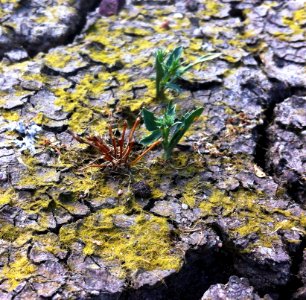 Little mousetail (left) and San Diego button celery (right) at Otay Mesa photo