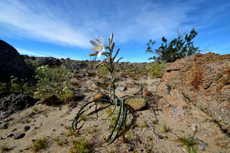 A desert lily at Anza Borrego Desert State Park photo