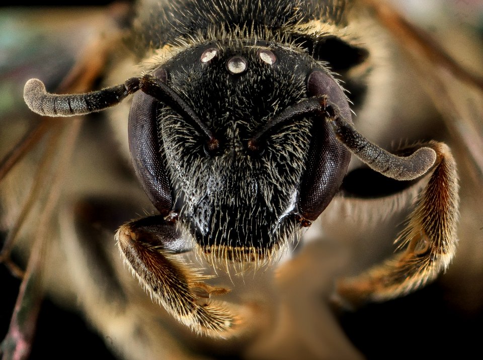 Lasioglossum sopinci, F, face, redform, NC, Moore co 2013-09-20-17.46.42 ZS PMax