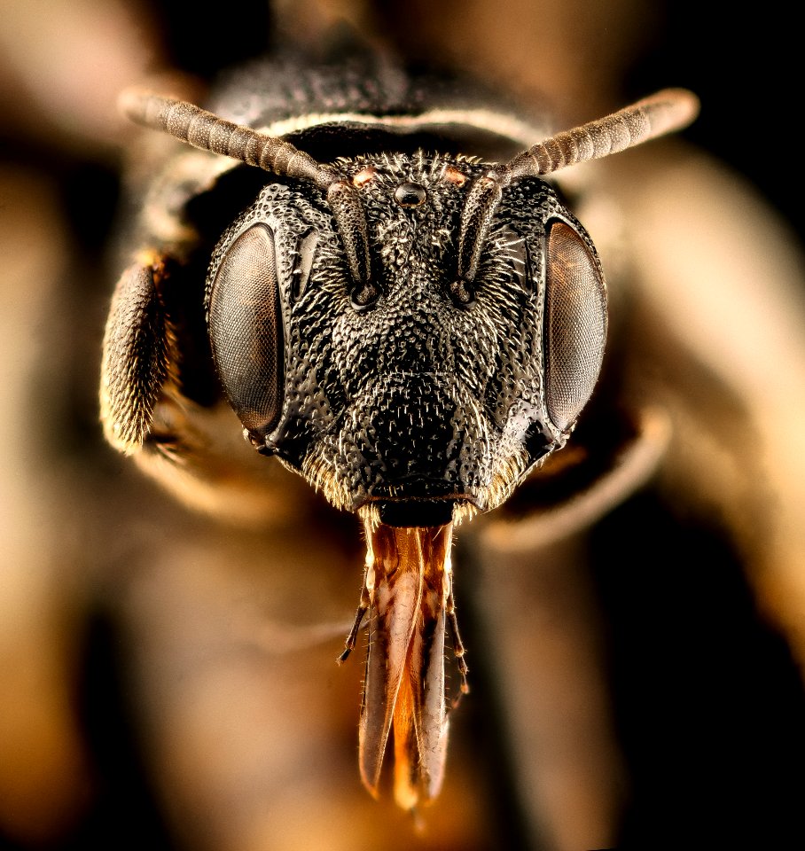Pseudopanurgus rugosus, f, face, Botetourt Co., VA 2018-06-20-21.25.02 ZS PMax UDR