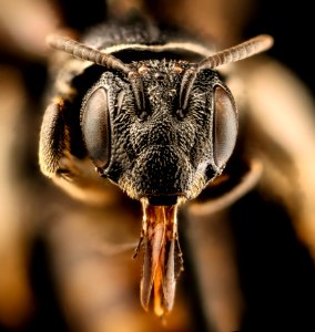 Pseudopanurgus rugosus, f, face, Botetourt Co., VA 2018-06-20-21.25.02 ZS PMax UDR