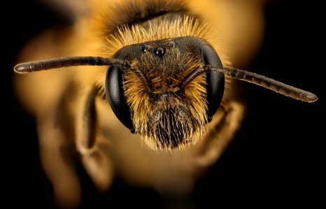 Andrena arabis, f, face, beltsville, md 2016-03-24-16.48 photo