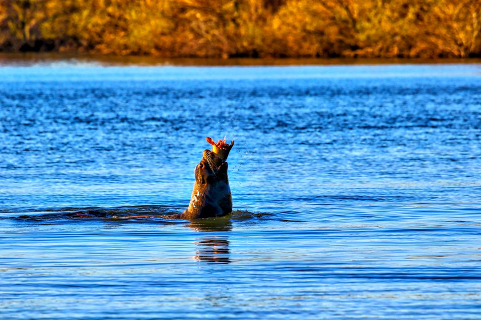sea lion and Delta carp