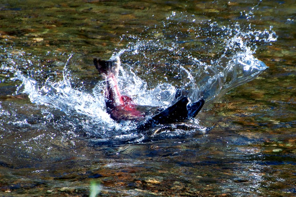 Chinooks clash in Clear Creek