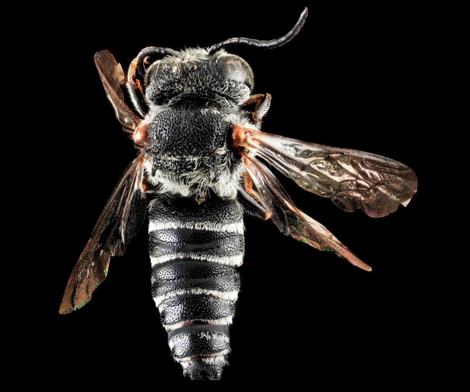 Coelioxys sayi, M, Back, MD, Baltimore 2013-06-23-18.24