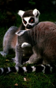 Ring-tailed lemurs / Gyűrűsfarkú makik photo