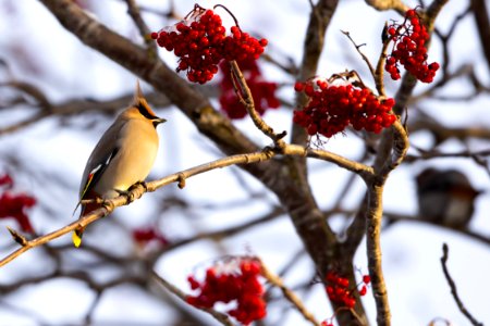 Bohemian waxwing photo