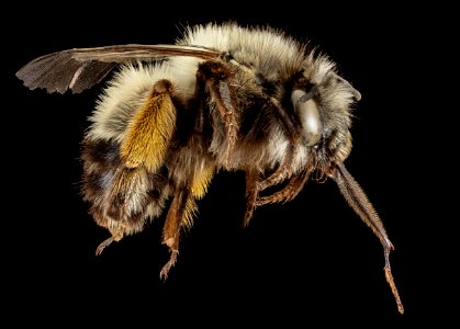 Anthophora rubricrus, F, Side, Greece, Aegean Islands 2014-12-09-14.21.31 ZS PMax