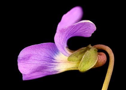 Viola sororia, Common Blue Violet, 2, Howard County, Md,  2018-05-17-23.14.31 ZS