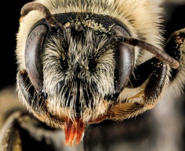 Melitta americana, F, Face, North Carolina, Moore County 2014-01-02-16.43.31 ZS PMax photo