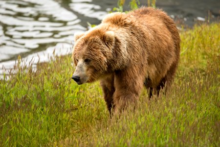 Kodiak bear