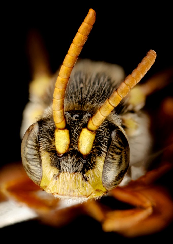 Nomada seneciophila, m, face, md, charles county 2015-11-20-18.00