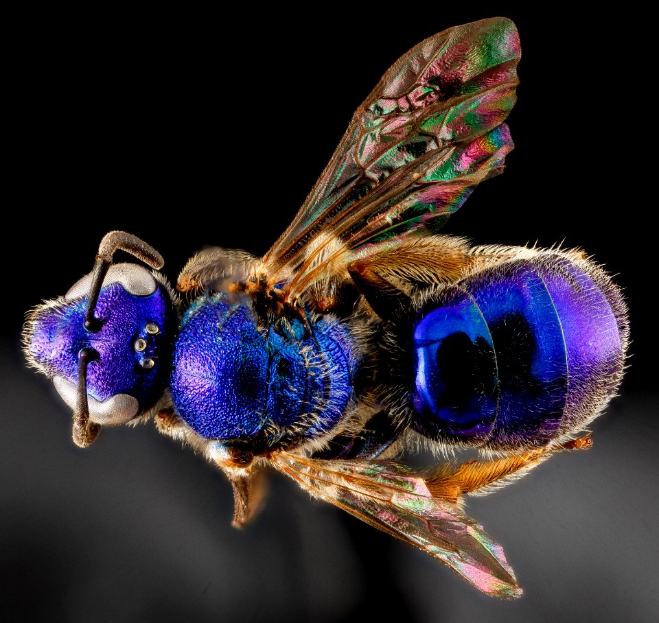 Augochlorella aurata, back, Camden County, Georgia 2013-01-10-13.52.33 ZS PMax