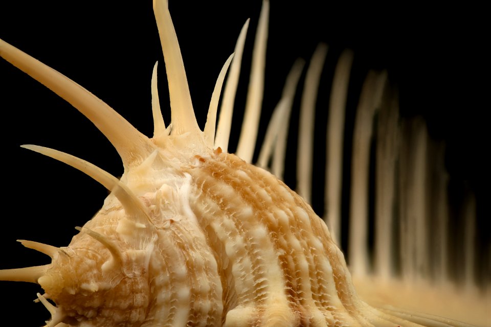 Murex pecten, philippines, wd bledsoe, closeup 2016-02-23-11.13