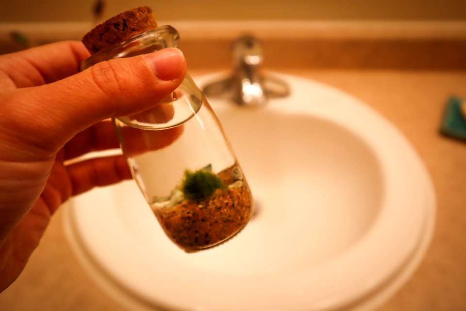 Decorative Moss Balls