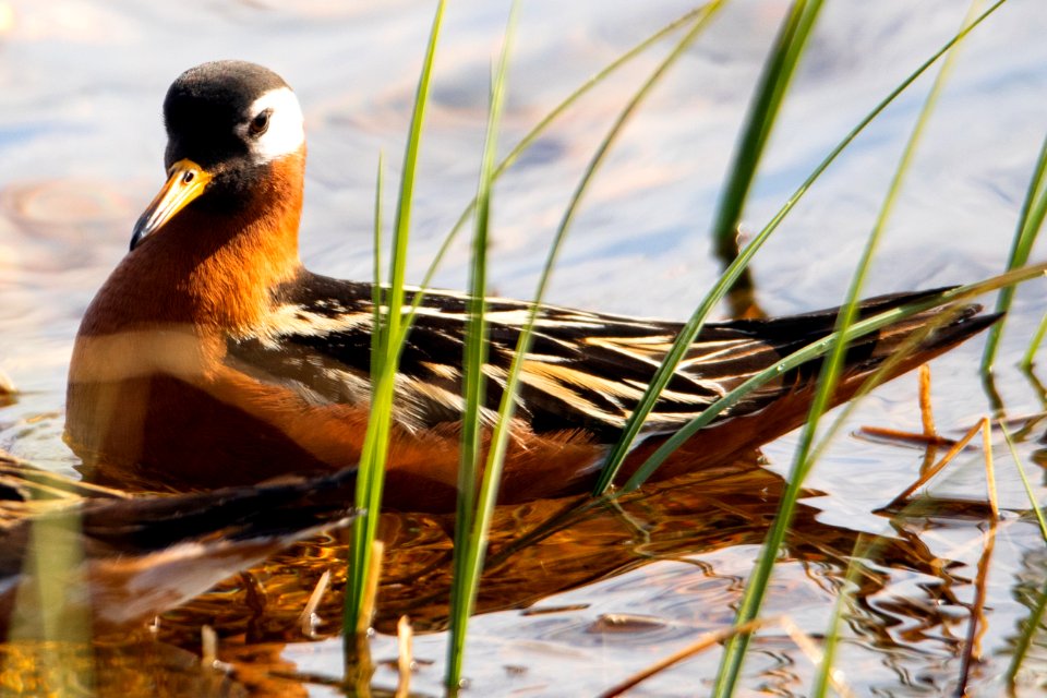 Red Phalarope - Arctic Bird Fest 2019