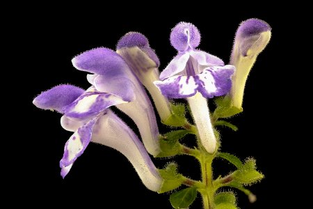 Scutellaria elliptica, Hairy Skullcap, Howard County, MD, Helen Lowe Metzman 2017-07-25-20.54