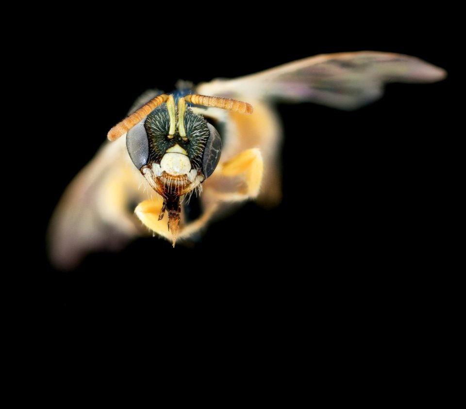 Nomioides minutissmus, f, face, Podunajska, Slovakia 2020-02-17-17.57.22 ZS PMax UDR