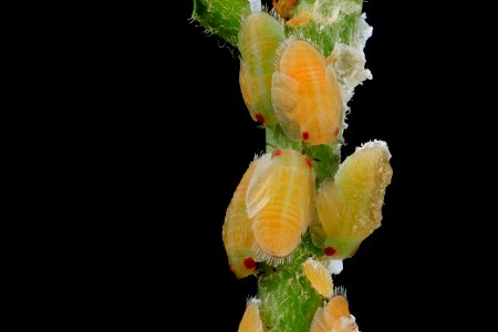 citrus psyllid, larvae, side, ft detrick 2014-05-01-09.38.17 ZS PMax