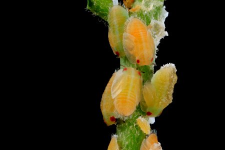 citrus psyllid, larvae, side, ft detrick 2014-05-01-09.38.17 ZS PMax photo