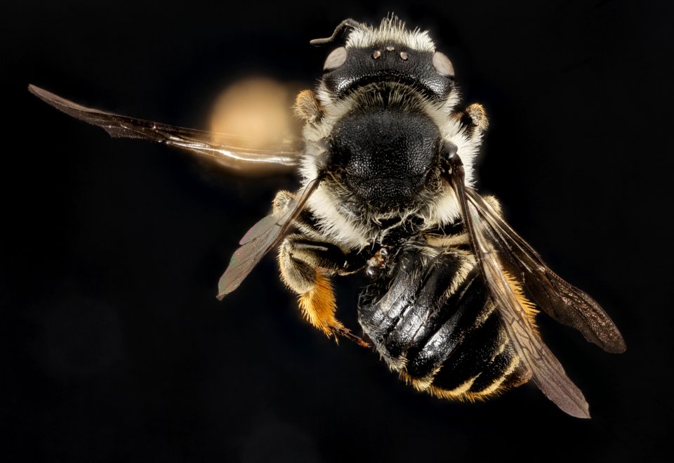 Megachile centuncularis, F, Back, NY, Elk Lake 2014-08-22-15.18