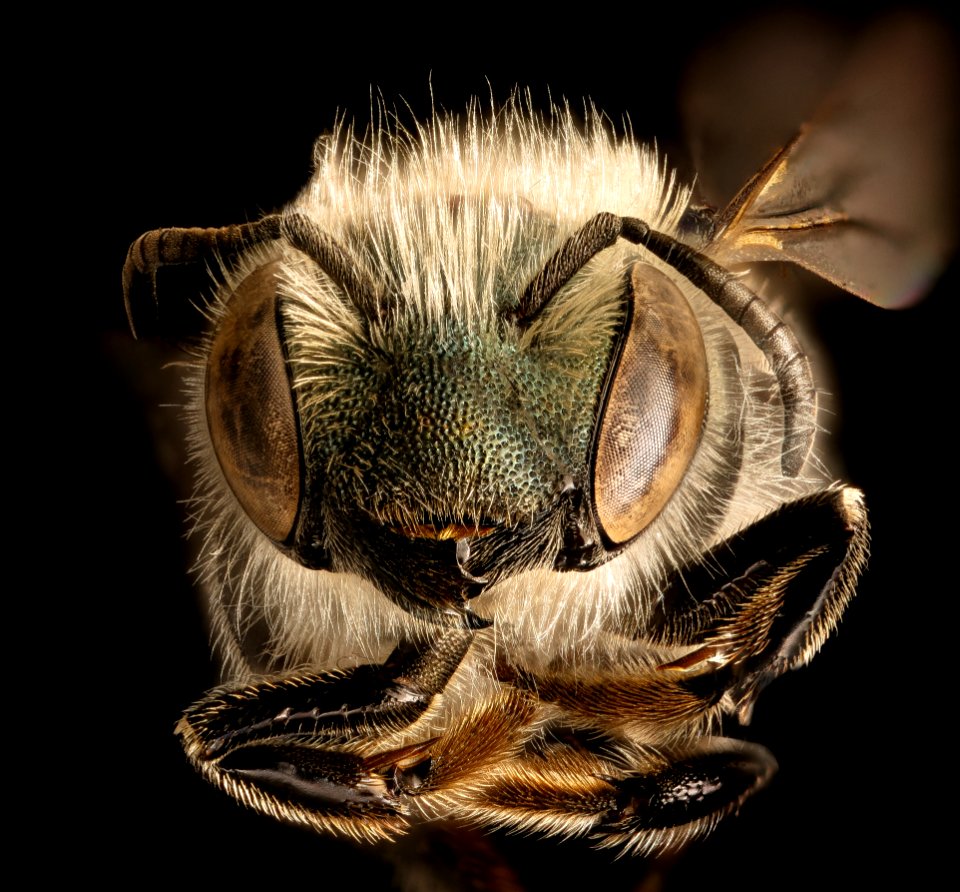 Osmia pumila, f, face, Charles Co. MD 2016-06-27-18.37