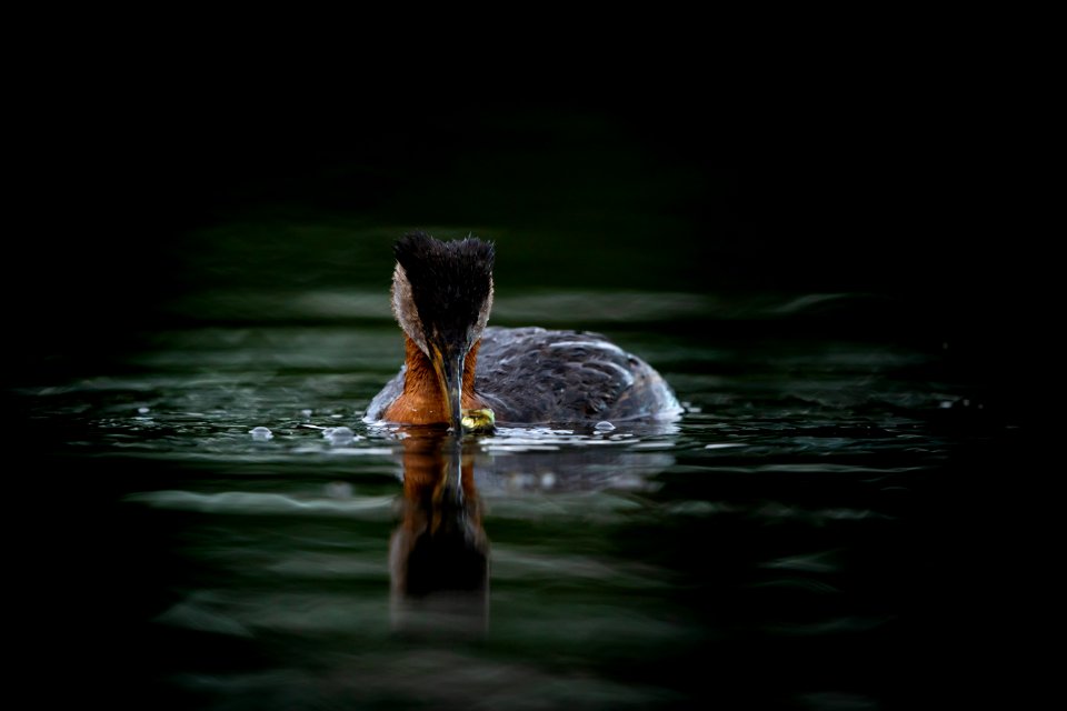 Red-necked grebe with fish photo