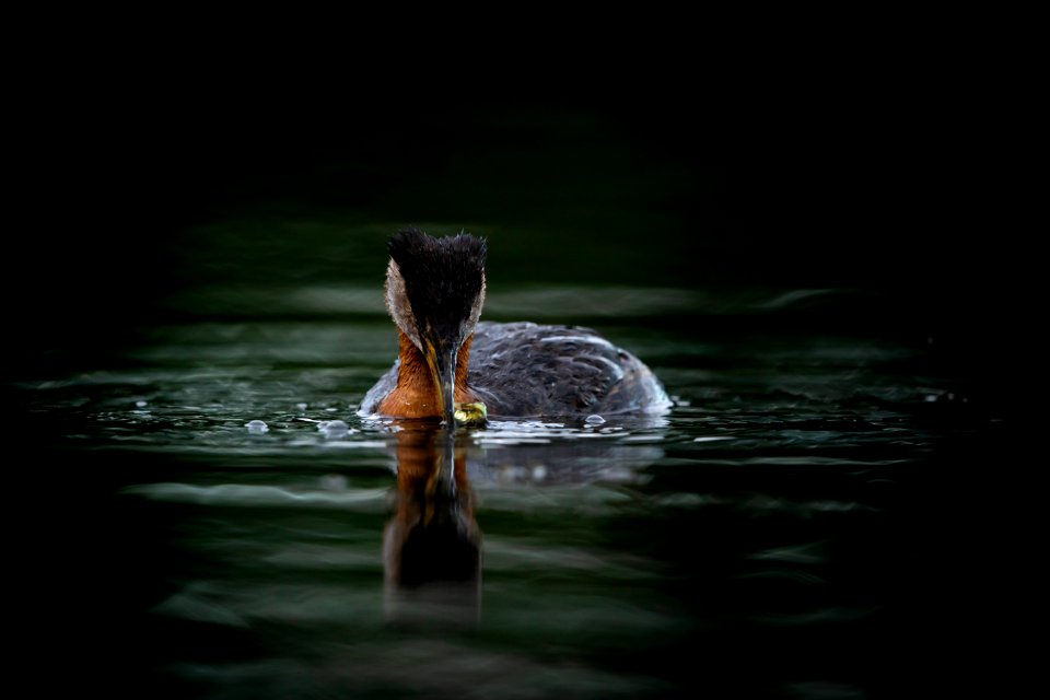 Red-necked grebe with fish