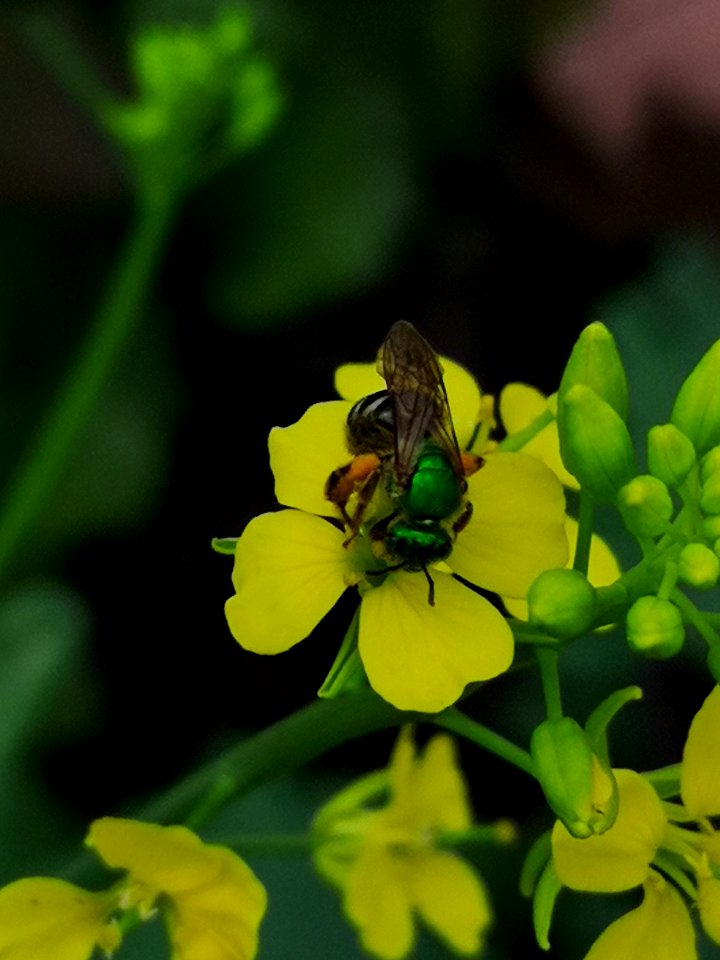 Striped sweat bee (Agapostemon sp.) visiting mustard (Brassica juncea 'Osaka Purple') flowers