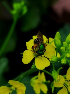Striped sweat bee (Agapostemon sp.) visiting mustard (Brassica juncea 'Osaka Purple') flowers