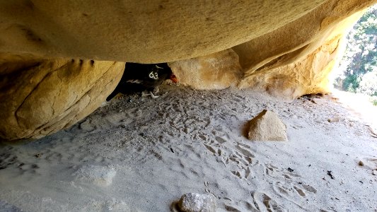 California condor #563 in its nest.