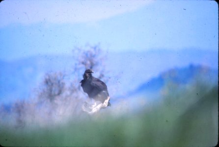 California condor AC-4 photo