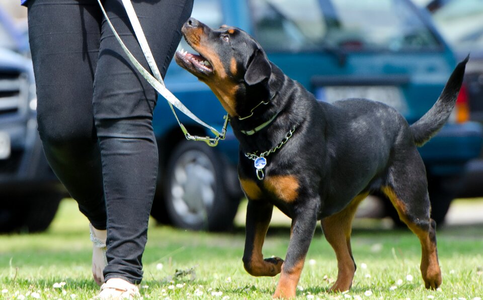 Dog school dog training rottweiler