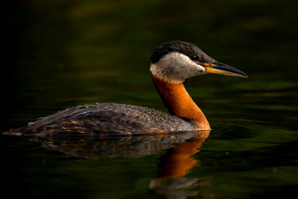 Red-necked grebe