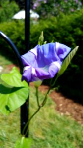 Morning glory flower at noon