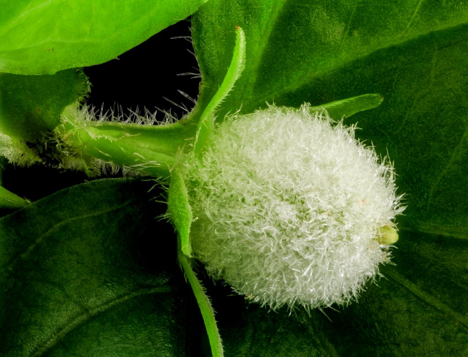 Viola pensylvanica, fruit2, MD, PG County 2014-05-19-14.11.51 ZS PMax